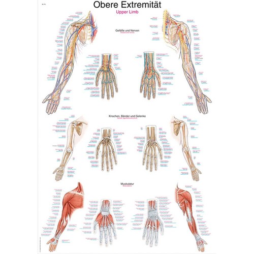 Erler zimmer anatomische - zimmer,