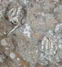 Trias rarität 2x encrinus - trias,