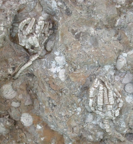 Trias rarität 2x encrinus - trias,