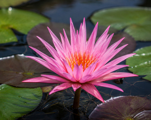 Seerose perry cactus - perry's, pink