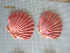 Jakobsmuscheln, Venusmuscheln Pilgermuschel, Santiago de Compostela flach