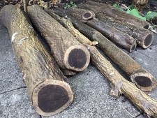 Goldregen Drechselholz Bastelholz Baumstamm Brennholz, Durchmesser max. 12 cm