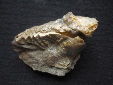 Doppelklappig. Actinostreon marshii Muschel