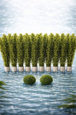 Wasserpest Egeria densa –