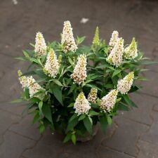 Schmetterlingsflieder