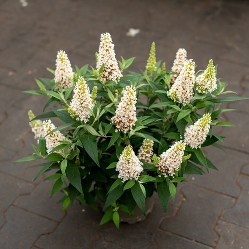 Schmetterlingsflieder