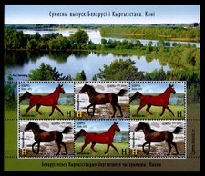 Pferde.  Kirgisisches Pferd, Trakehner. KB. Weißrußland 2017