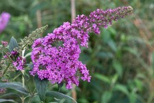 Buddleja davidii 'Pink