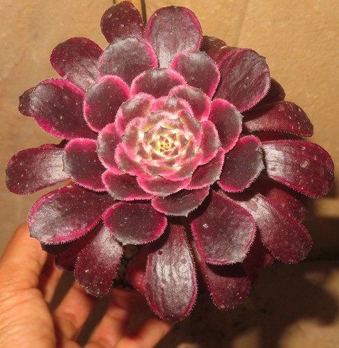 Aeonium ink painting - aeonium,