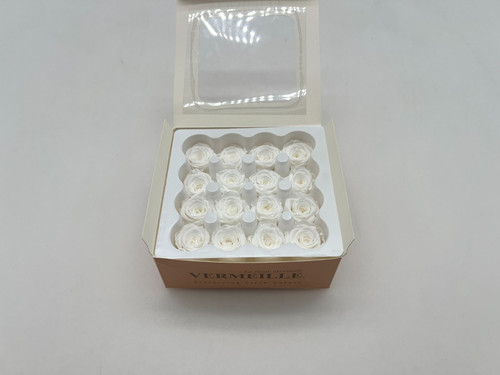 Vermeille ava x16 - x16, konservierte