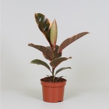 Ficus Elastica Belize - Ø12cm