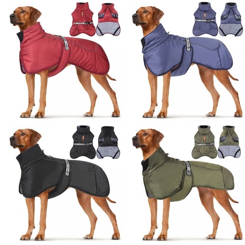 Großer hund outdoor warme - outdoor,