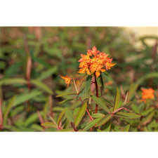 Euphorbia griffithii 'Dixter'