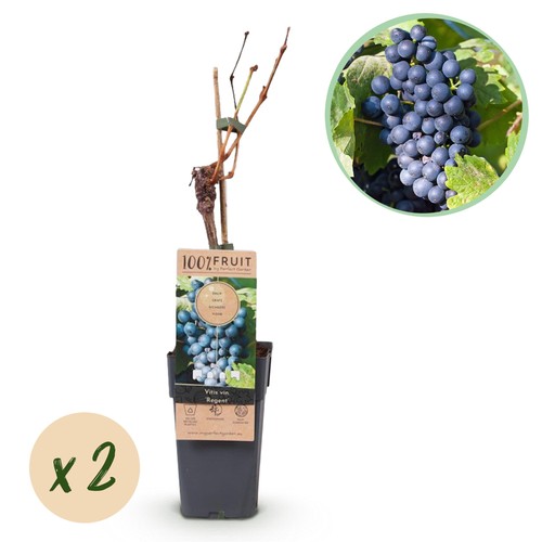 Vitis vinifera regent - vinifera,