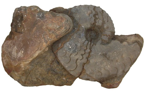 Trias discoceratites - ,
