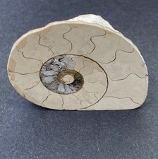 Ammonit poliert  Kreidezeit, Madagaskar