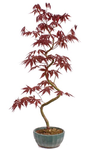 Bonsai acer palmatum - acer,