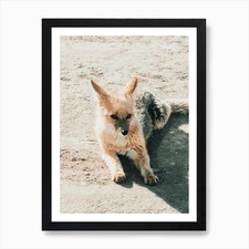 Wüstenfuchs Tierwelt