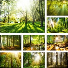 VLIES FOTOTAPETE WALD Bäume