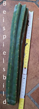 San Pedro Kaktus (T-cereus pachanoi) 30cm, zum anwurzeln geeignet