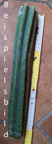 San pedro kaktus - pedro, (t-cereus
