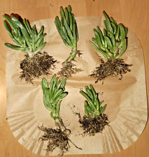5 bewurzelte Crassula Ovata Gollum Bäumchen - Geldbaum  - Jadepflanze