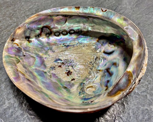 Selten top seeohr abalone - top,