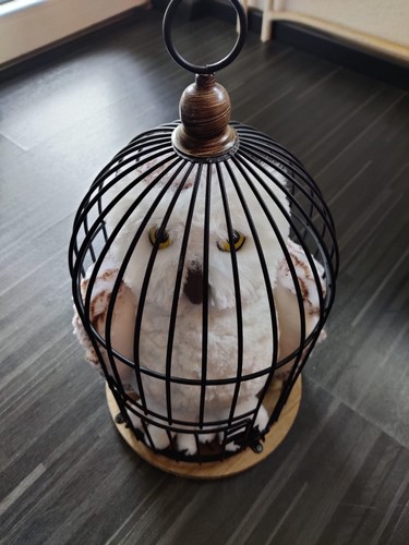 Harry potter hedwig - hedwig, eule