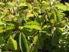 10 junge Pflanzen      "Wilder Wein"    Schnäppchen