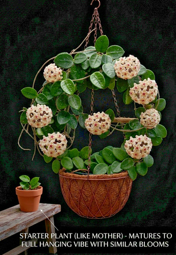 Hoya mathilde splash - hoya, live