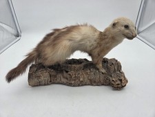 Marder Präparat auf Holz