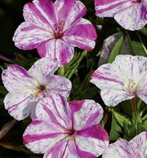 Wunderblume Marbles einjährig