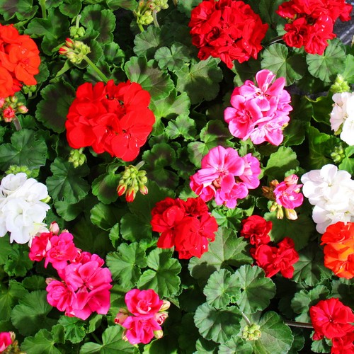Geranien stehend pelargonium - geranien, stehend-pelargonium