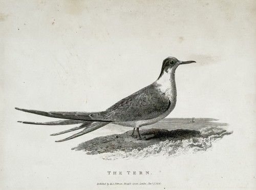 Seeschwalbe schwalbe tern - seeschwalbe,