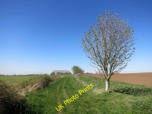 Foto 12x8 bahn - 12x8, baum