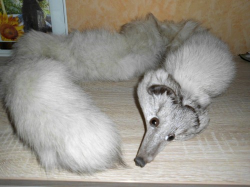Echter fuchs blaufuchs pelz - blaufuchs,