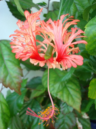 Hibiskus hibiscus rosa - hibiscus,