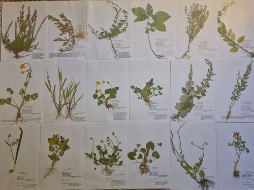 Herbarium pflanzen mit - 25,