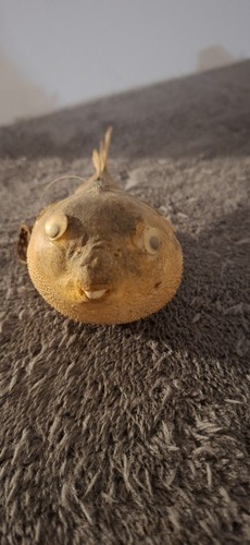 Echter kugelfisch präparat - echter,