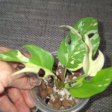 Rhaphidophora tetrasperma - rhaphidophora,