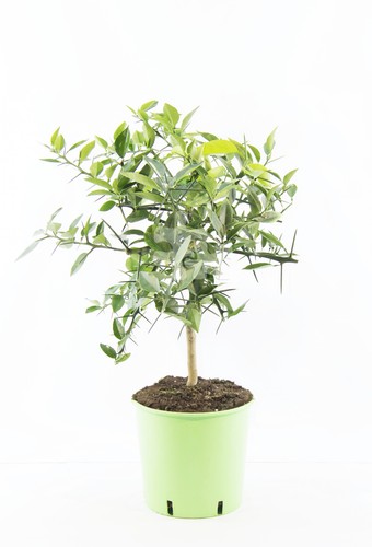 Citrus junos yuzu 80 - x,