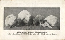 Silberfarbiges meißner - ak,