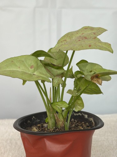 Syngonium milk confetti - milk,