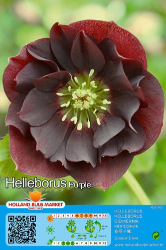 Helleborus - (◕‿◕)\@,