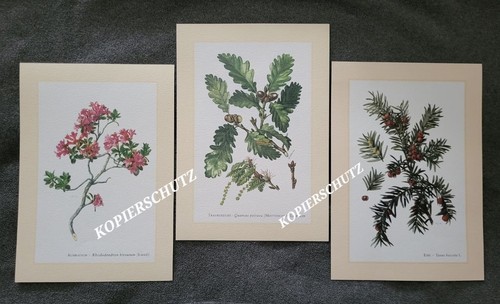 3er set kunstdrucke almrausch - 3er-set,