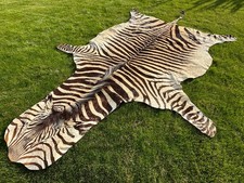 Hartmann Bergzebra Zebrafell aus Namibia - 3,13 m Länge x 1,90 m Breite