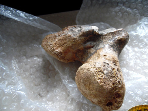 Fossilien mammut knochen - fossilien,