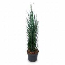 Juniperus scopulorum 'Blue Arrow', Säulenwacholder, blaugrün, 60–80 cm