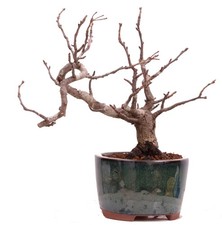 Bonsai - Pourthiaea villosa -