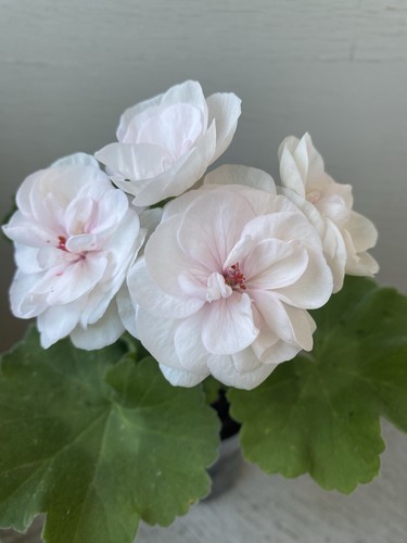 Pelargonium pac viva madeleine - pac,